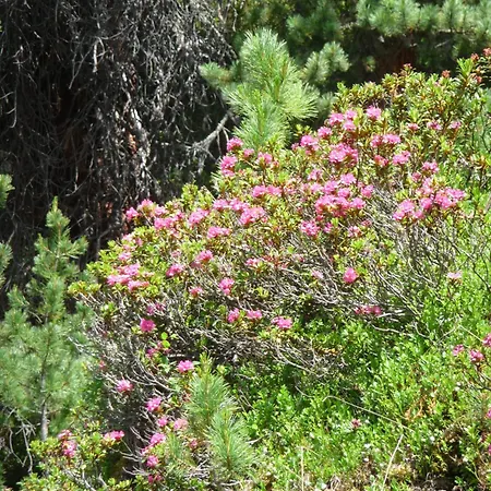 Apartament Piz Mondin *