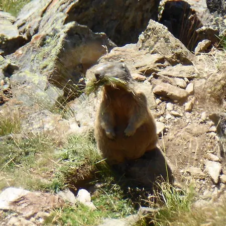 Apartament Piz Mondin *