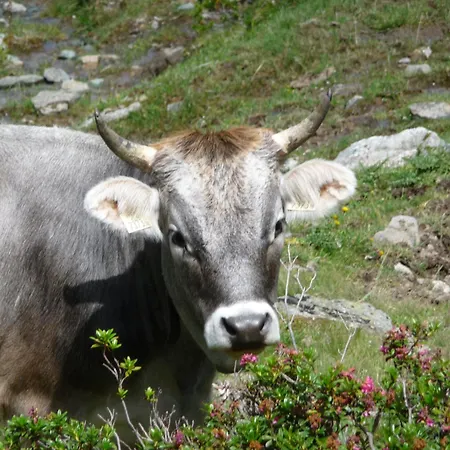 Piz Mondin Apartament Pfunds