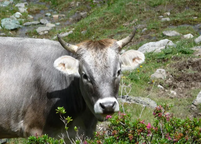 Piz Mondin Apartament Pfunds