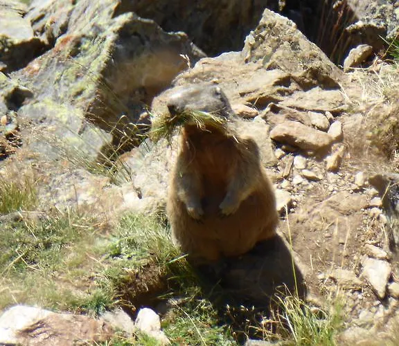 Apartament Piz Mondin *