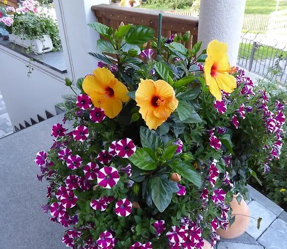 Apartament Piz Mondin *